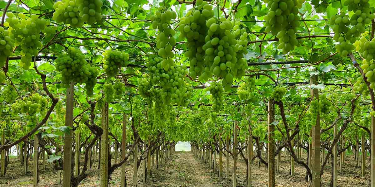 Barbera, per l’uva da tavola si punta su gusto e qualità 